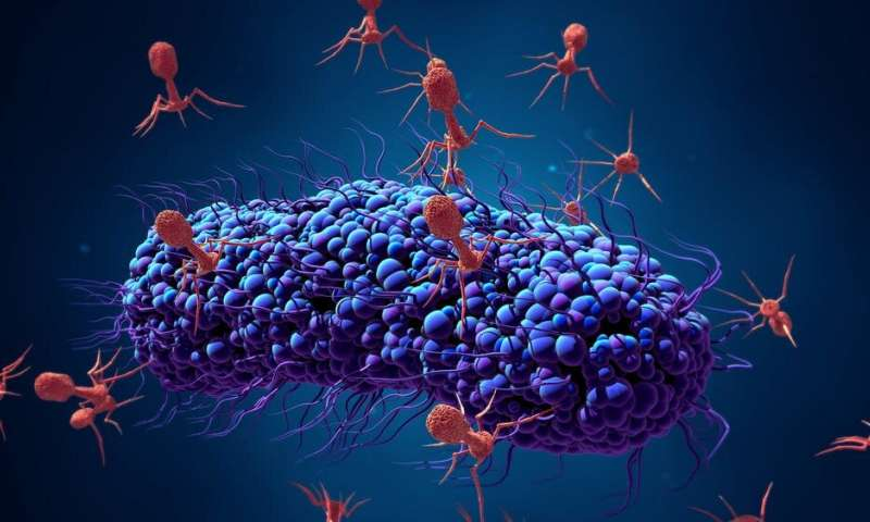 zaine_vale's tweet photo. can we use bacteriophages to exterminate superbugs for good? #RHSBMS #CuriosityQuestion https://t.co/10NL1lqK6n