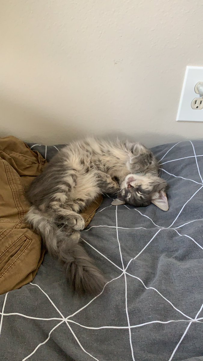 churkyjerky's tweet photo. Guess who has two thumbs and thought it was a good idea to get TWO cats, THIS GIRL👍👍 https://t.co/alEmzgpmZu