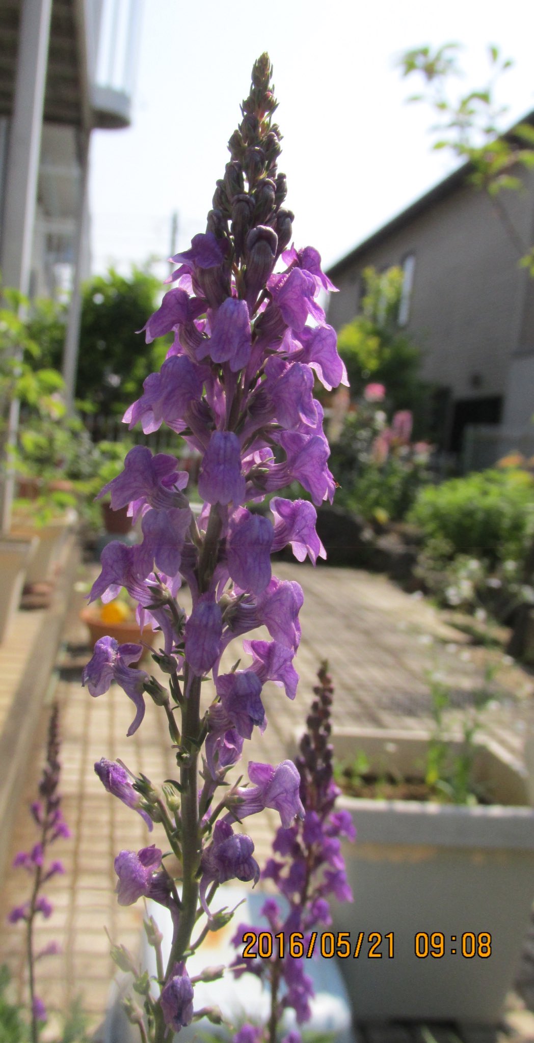 ぴあり 宿根リナリア プルプレアのパープルです とても綺麗な色合い リナリアの花言葉は 幻想 乱れる乙女心 この恋に気づいて 私の恋を知ってください 結構自己主張強いかも 宿根リナリア リナリア プルプレア 花 植物 T