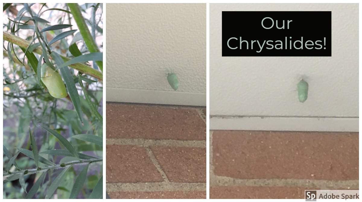 We are finding our chrysalides in hidden and in unexpected places.  Crossing our fingers and waiting patiently for monarchs to emerge.  <a href="/D45YorkCenter/">York Center School</a> @ScarceEcoEd