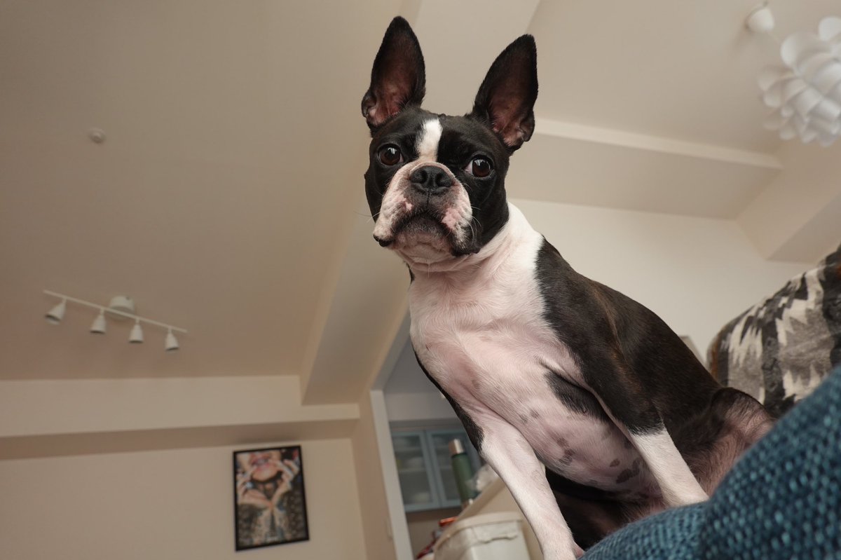 気分屋 ボストンテリアのハム Twitter પર 下から見たハム 今日も動画upしたのでみてねー T Co Qxbia0a4se Pleasert ボストンテリア ボステリ Bostonterrier チャンネル登録お願いします ボストンテリアのハム T Co