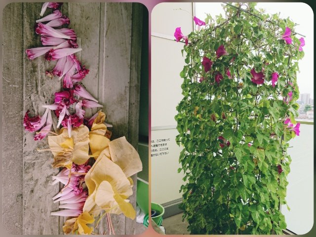 Yuki Watanabe 昨日のつぼみも35位あった 下の方の黄色い葉もむしってます 黒い虫もまだ健在 三代目朝顔 Yuki Watanabe 昨日のつぼみも35位あった 下の方の黄色い葉もむしってます 黒い虫もまだ健在 三代目朝顔