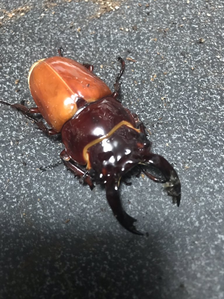 アギ ヘレロエンシスサスマタカナブン この前胸と上翅のギャップが最高 殆ど出回ってないカナブンなので累代をこのまま繋げていきたい