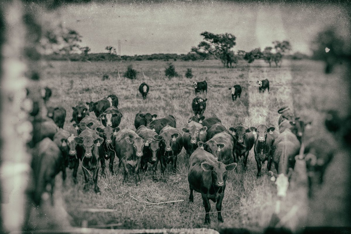 PhotoOmaha's tweet photo. 1913 or 2019? The more things change, the more they stay the same!  Nebraska....
#Nikon #tamron45mm #rockbrookcamera #nikfilter #omahaphotographer https://t.co/IJmsovf9F5