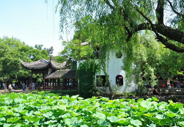 simontourcom's tweet photo. Humble Administrator's Garden is located in Suzhou, China. It was originally built in 1509 during Ming Dynasty (1368-1644). It was initially a private garden of a former government servant named Wang Xianchen. It covers 52,000 sq. meters, is the largest and most renowned in China https://t.co/o1ChKNSsTb