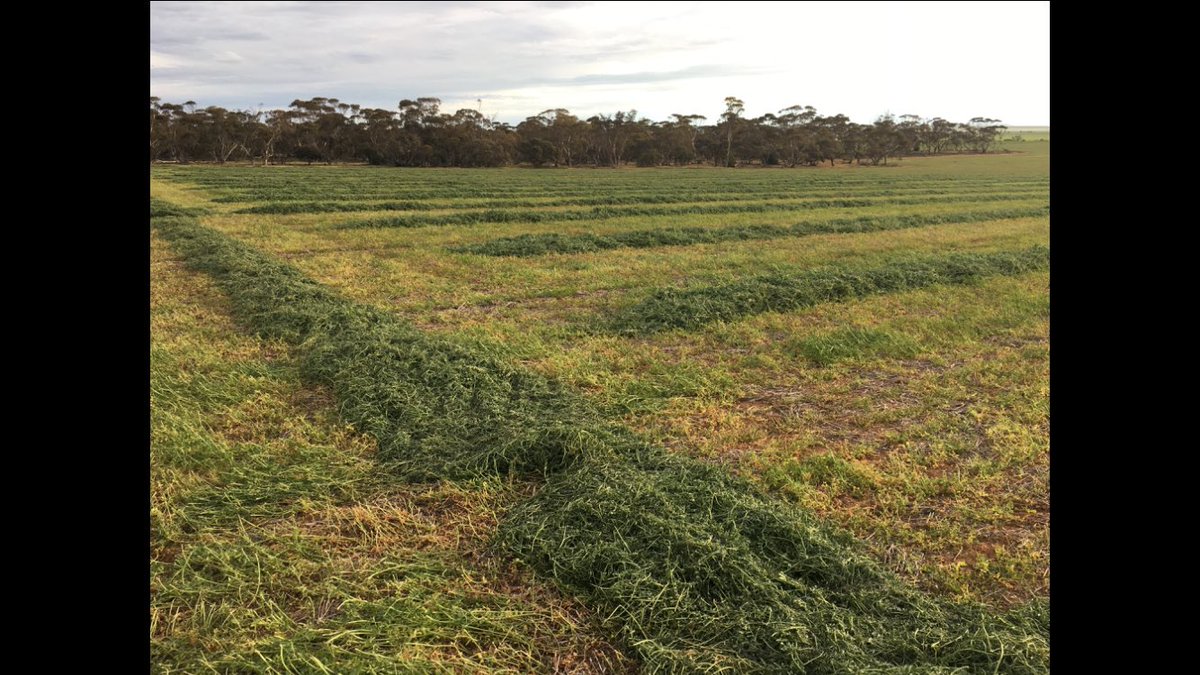 Doing my bit to help bring some rain