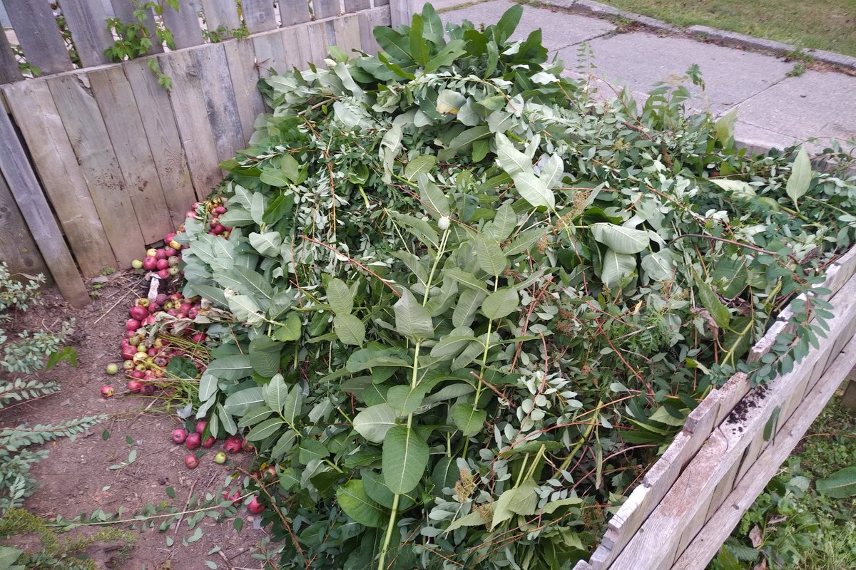 dwallbridge's tweet photo. Last #WeedingWednesday before school starts. Lots of clean up and some harvest. The compost is filled up - for now. @stcatschool @HRCEHealthPromo https://t.co/4bDyCbhfjH