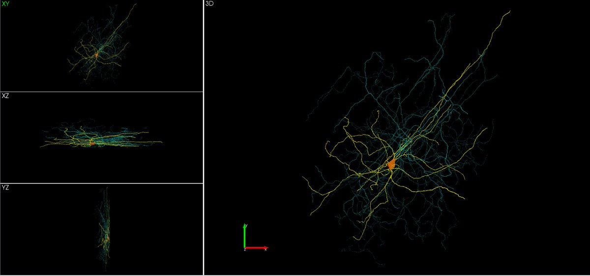 JulioMTNeuro's tweet image. Michelle Jimenez is studying the physiological properties and morphology of #prefrontalcortex neurons in our lab. She can reconstruct neurons in 3D. 3 days a piece. Thanks to funding from ⁦@Conacyt_MX⁩ ⁦@CIHR_IRSC⁩ ⁦@Brains_CAN⁩.