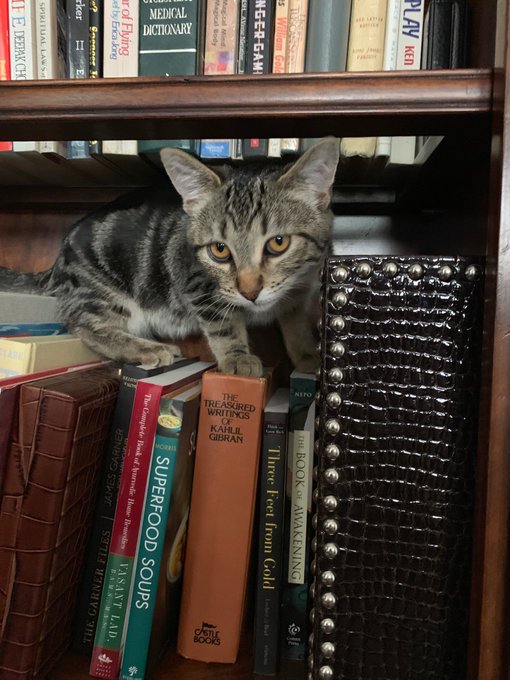 Oh and announcing my first pet cat since I was 7. He likes my bookshelves. https://t.co/n4N5ZXRatZ<a href="/tag/halloween"class="tags"><span>#halloween</span></a>