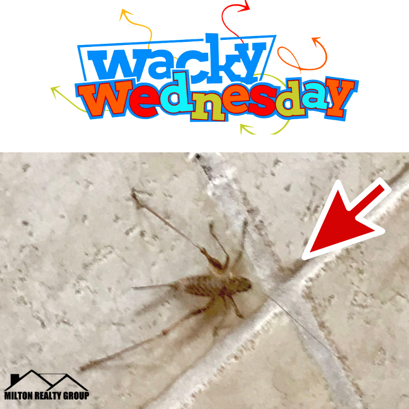 MiltonRealtyLLC's tweet photo. I think if I saw this "little" spider, I'll go a little wacky! 🤣 🕷️

#WackyWednesday #miltonrealtygroup #harnettcounty #lillington #graphpaperforthewin #rentalproperties #propertymanagement https://t.co/kNIVyqmuRp