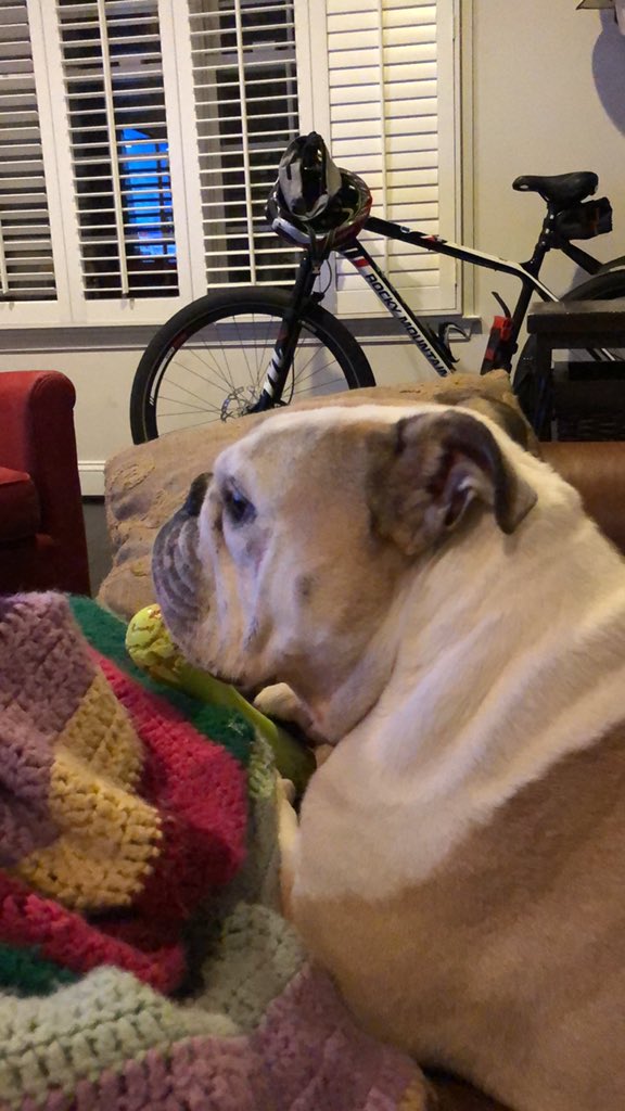 ChuckRocha's tweet photo. @BernieSanders is coming up shortly on @CNN #ClimateTownHall tune in to hear real solutions to this incredibly important problem. #apachedog is ready! https://t.co/neGnFSMXsp
