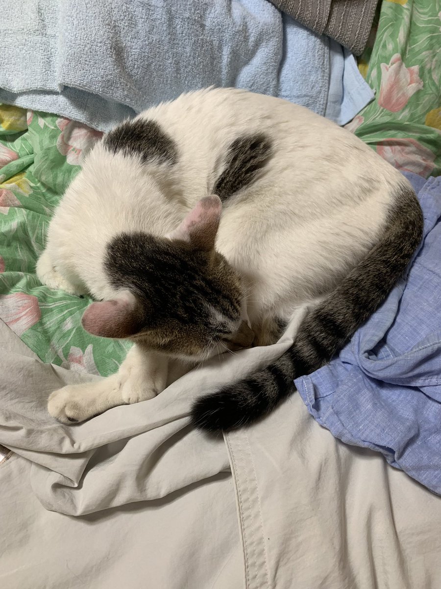 竹熊健太郎 地球人 Pa Twitter ところで家出から帰って来たら一日中俺のベッドで寝ていて 俺の顔を見るとやたらと鳴いて擦り寄ってくるのだが 以前はこんな甘えん坊ではなかった やはりどこか具合が悪いのかな