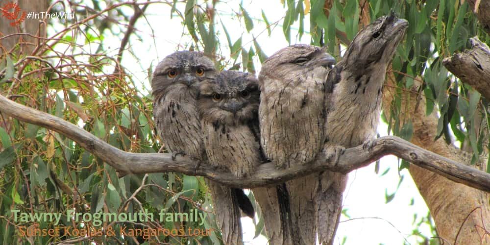 EchidnaW's tweet photo. How adorable is this Tawny Frogmouth family? These strange creatures look more like soft toys than birds. They sit motionless on a branch all day, and become active after dark. Read more about them in our blog! #sunsetkangaroo
https://t.co/twl5V8d1ZN https://t.co/rlALDBvwq0