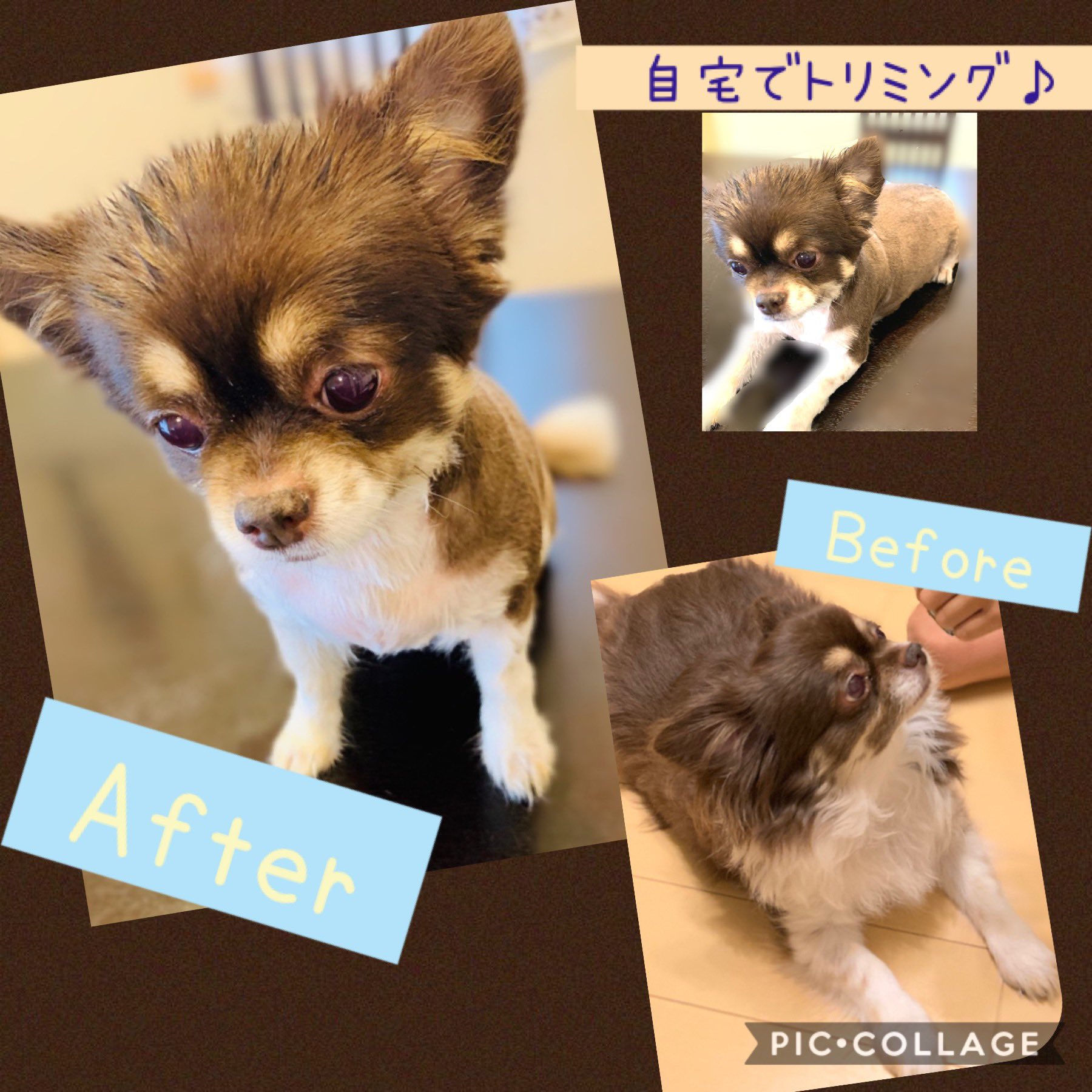 Nana 彡 Sur Twitter だいぶボサボサだった愛犬のカットを 自宅にて スッキリ 娘は試験中で昨日は熱血ママ塾開講 まだ数学教えられた 犬 トリミング サマーカット チワワ デカチワワ セルフカット 連立方程式 期末テスト T Co 060rit6utb