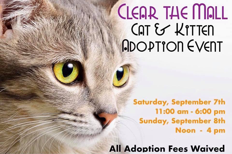 HALO_Rescue's tweet image. #clearTheMall 
Our cat and kitten adoption event happens this weekend, Saturday and Sunday, Sept 7 &amp;amp; 8th! At our Vero Beach Location, Adoption fees waived. #tcpalm #tcpalmsocial