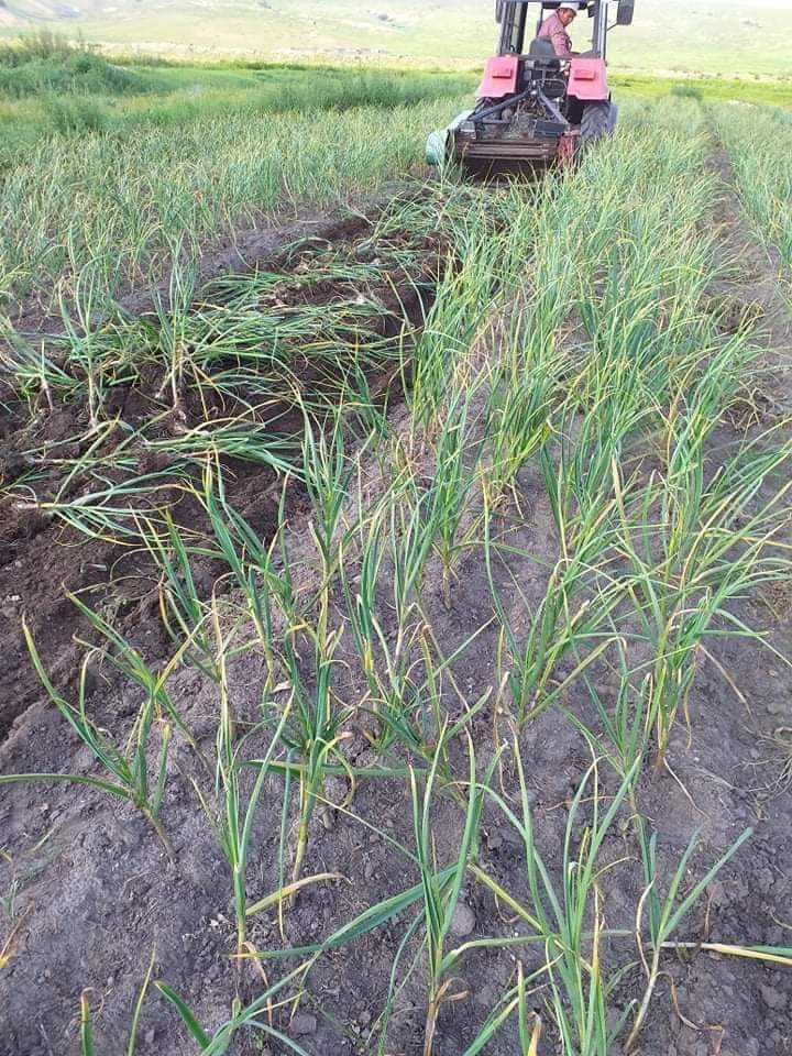 За энэ хагассайнд очих САРИМС захиалга авая. 
Дахиж захиалга авахгүй тул одоо л өгөөрэй. Олон хүнд өгч амжаагүй бгаа ДМ бичээрэй
1багц 20штэй 16000

РТ
