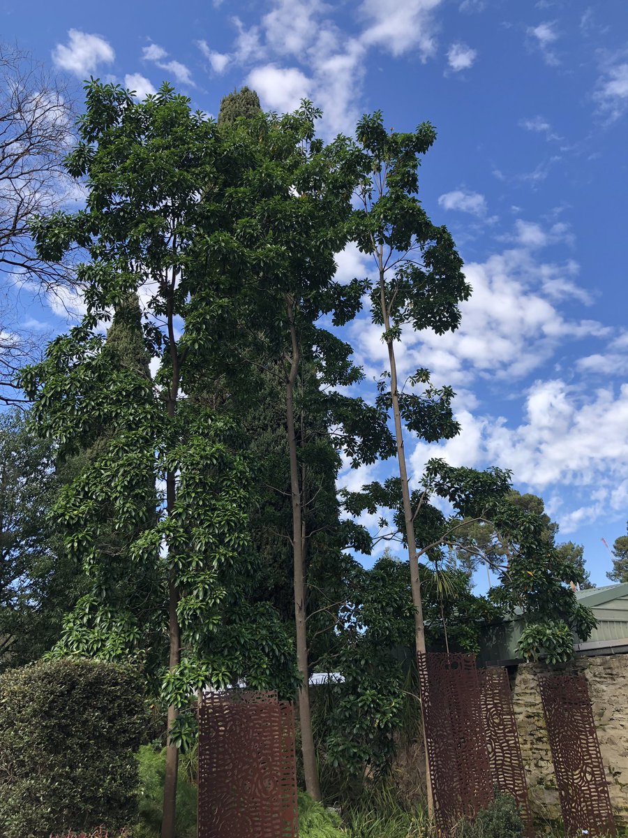 DanLambe's tweet photo. Beautiful spring day in the @BotGardensSA. Amazing space to talk urban trees in @CityofAdelaide. #treenet #planttrees https://t.co/W9Ijb0XBLN