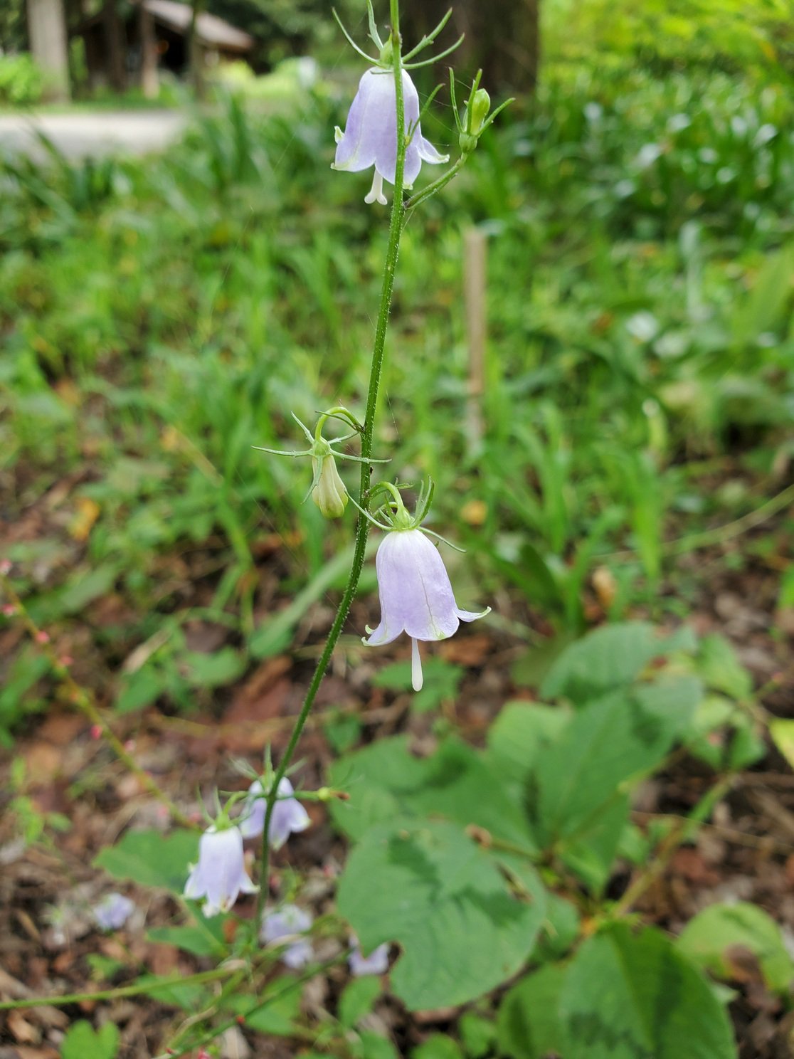 تويتر 国営昭和記念公園 على تويتر 今日ご紹介するお花は ツリガネニンジン 釣鐘人参 です 名前 の由来は花形が釣鐘に似て 根をチョウセンニンジンに見立てたところからついた名前のようです 釣鐘状の花がとてもかわいいですね 花言葉 詩的な愛 優しい