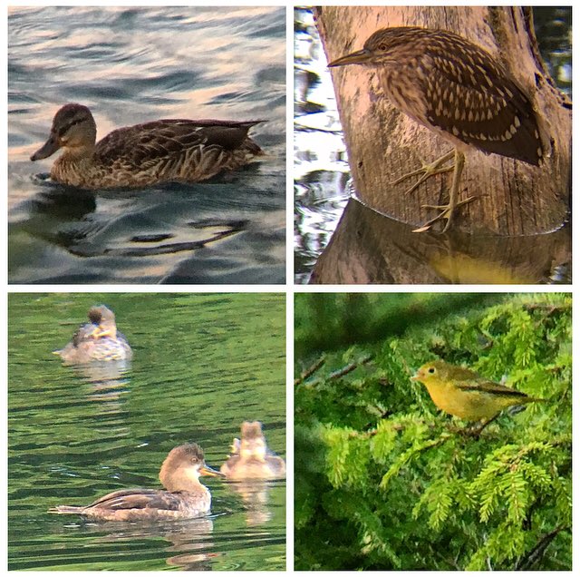 Ontario Place bird notes #15 | Beautiful sunset, but already feels too early. Juvenile black-crowned night heron, common yellowthroat, hooded mergansers, blue-winged teal duck, terns, and cormorants.