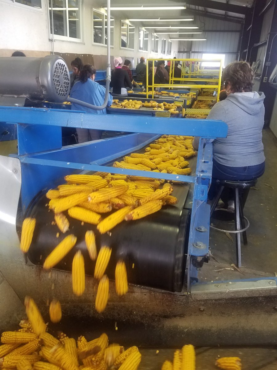 rickbayer6's tweet photo. First day of seed harvest!! @AgReliant @LGSeeds https://t.co/x6TisU24WR