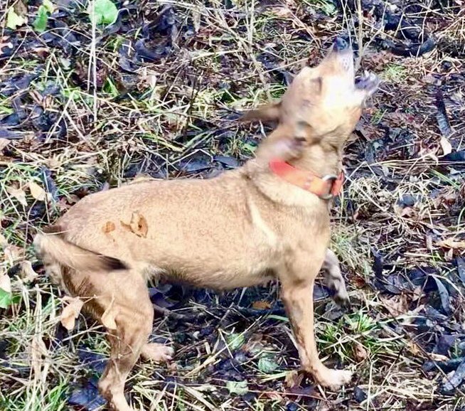 GrayFeist's tweet photo. Our #Feist page is approaching 7,000 LIKES! If you want to see what these dogs are all about check us out. https://t.co/5fGyY3Vv22 #squirreldogs #squirrelhunting #squirrelhunter #squirrelhunters #R3 @fishwildlife https://t.co/QgZHwtGeMX