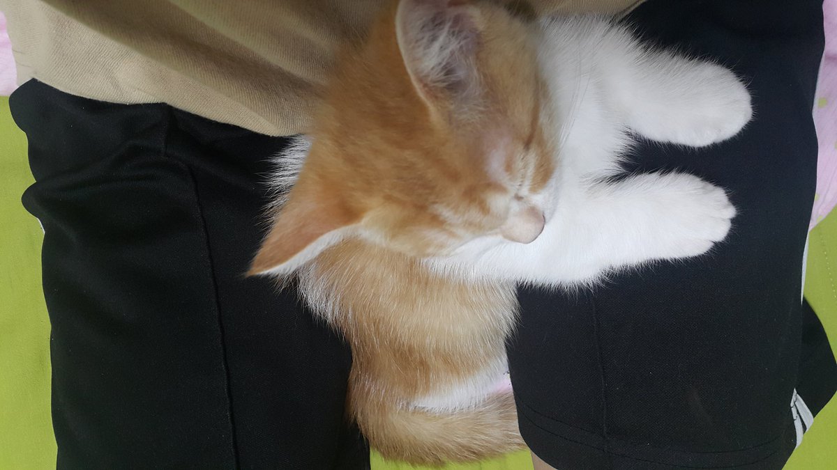 밤비는 잠에서 깨면 꼭 품에 안겨서 만져짐 받아야 활동을 시작한다 정말 사랑스러운 아이야😊