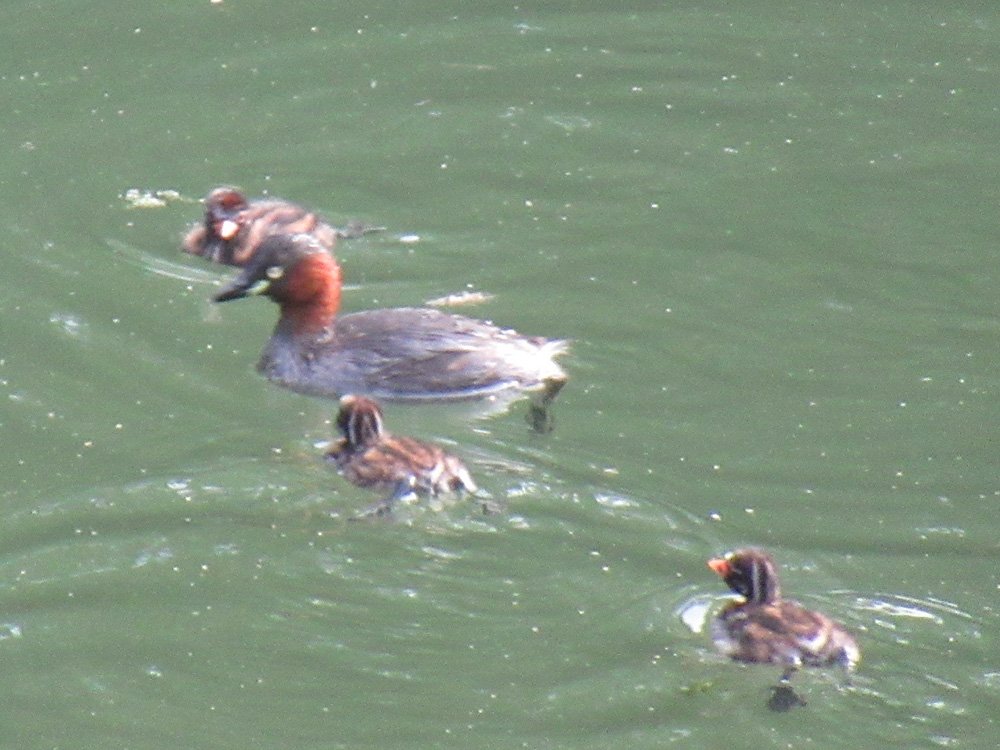 今弘前公園でカイツブリの親子が見れるんですよ。
小さいカモなんでヒナがめっちゃ小さくて可愛い可愛いw
ヒナの模様うり坊みたいw 