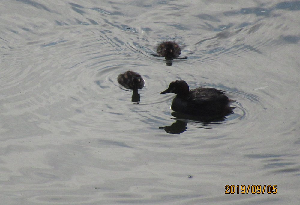 今弘前公園でカイツブリの親子が見れるんですよ。
小さいカモなんでヒナがめっちゃ小さくて可愛い可愛いw
ヒナの模様うり坊みたいw 