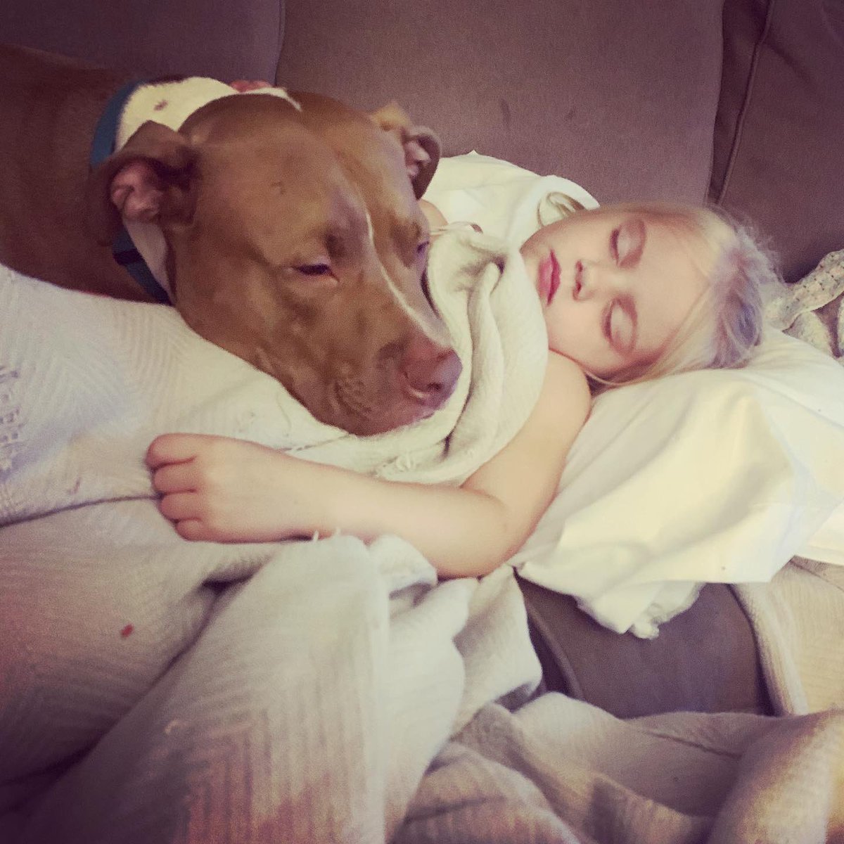 They’ve been snuggling since they both were babies 💛🥺 #pitbulllover