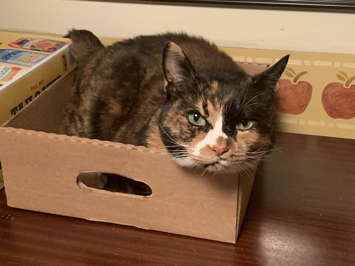 QueenCordelia3's tweet photo. My human didn’t know this, but when you leave a box on the kitchen table, it becomes a cat bed #duh #catlife #boxcat #queencordelia https://t.co/NwkhDwTPk7