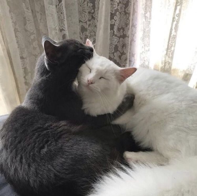 fluffanimals tweet picture