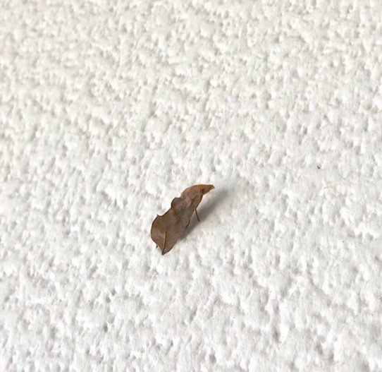 葉っぱみたいな虫 葉っぱみたいな虫