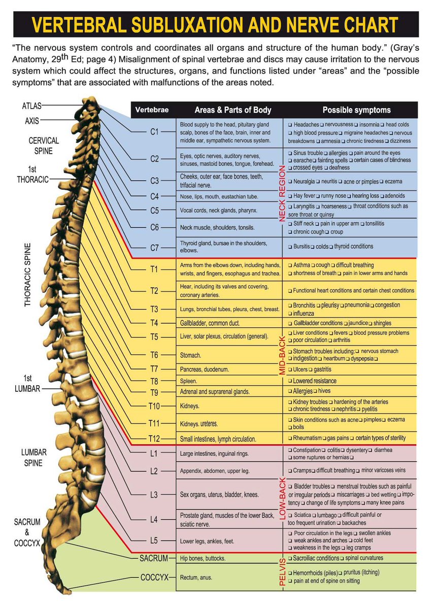 MotusHealthUK's tweet image. Misalignment of the #spinalvertebrae and #spinaldisc may cause irritation to the nervous system which could affect the structures, organs and functions listed under Areas and Possible symptoms. #spinalhealth #nervoussystem #vertebralcolumn