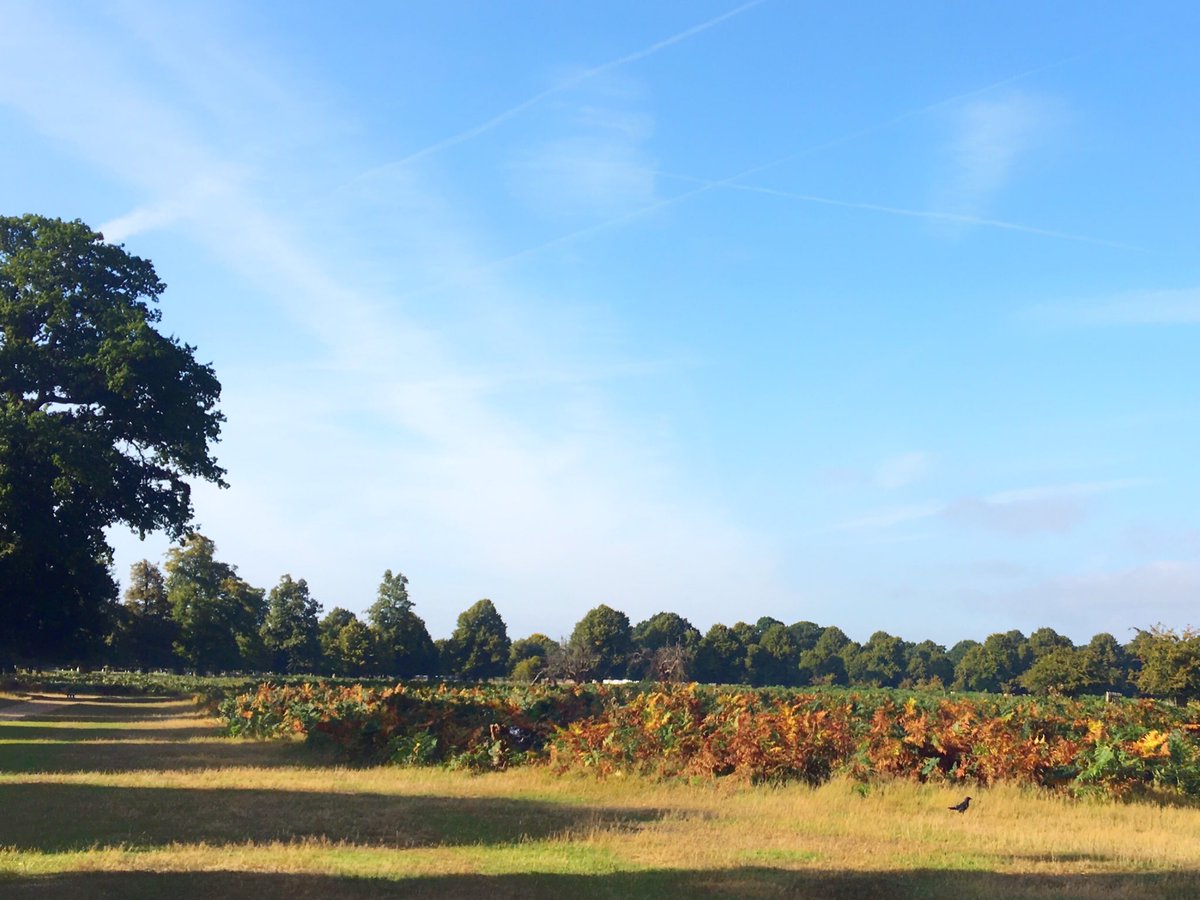 The ferns at Bushy Park are looking very autumnal @theroyalparks @LondonParksin @metoffice #AutumnIsComing #loveukweather✔️ @EarthandClouds #StormHour #ThePhotoHour @bbcweather #ruthiebabes