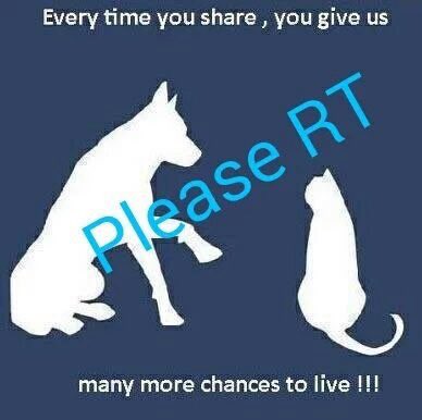 RealPaulMueller's tweet photo. 16 LIVES!  16!!!!   At noon today, 09/05, 16 beautiful #cats and #dogs at #NYCACC will be killed just because #humans don’t have space, time, empathy and the list goes on. Are you one of those humans?  If not, please, I ask you, at least #RETWEET By doing so, you may save a life https://t.co/WirUNYqSiy