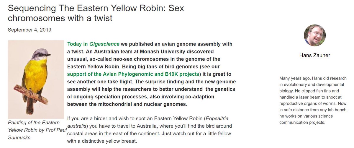 MonashBiol's tweet image. Han Ming Gam &amp;amp; colleagues have found evidence of neo-sex chromosomes in the Eastern Yellow Robin academic.oup.com/gigascience/ar… - read a summary with context from the research group here gigasciencejournal.com/blog/robin-sex… #PaulSunnucks @HernMoral @HansZauner #MonashGeneticsHealth #MonashEvolution