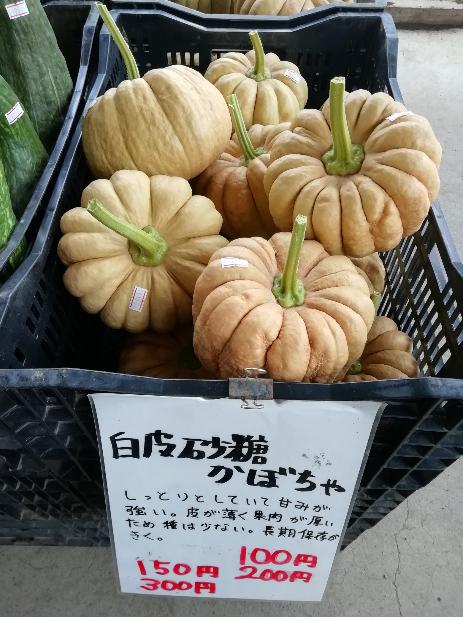 花のまつうら 長ちゃん 150円から300円 白皮砂糖かぼちゃ 100円から300円販売開始です 花のまつうら T Co Yozjutprdf Twitter