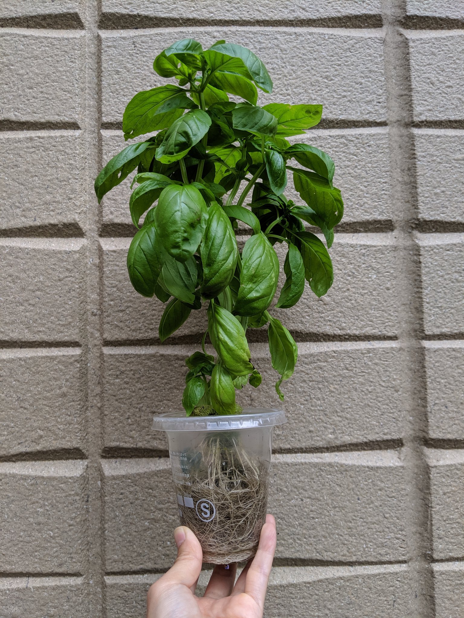 Cottoncolo プラカップ水耕栽培で可愛いのはバジルだなー 葉に艶があるから観葉植物感がある 水耕栽培 シソ バシル ハイポニカ T Co Tj33yubyer Twitter
