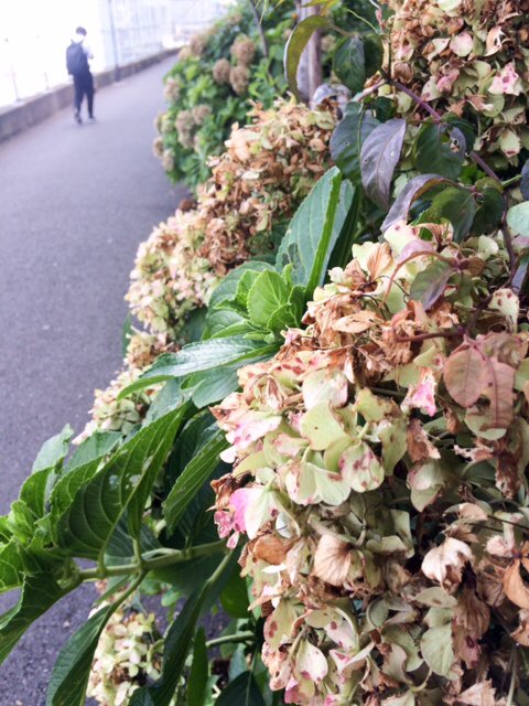 今夏、田端はにわかに賑わいました。駅前にある紫陽花（あじさい）の道に若者がちらほら。映画「天気の子」に登場した道です。で