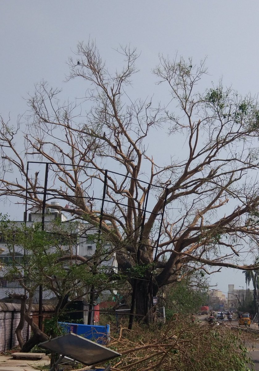 anweshaIND's tweet photo. The wisest and the noblest teacher is Nature itself.
#LessonsOfLife
#NeverGiveUp
#RiseToEveryChallenge
Thank you to everyone who contribute in my learning process.
Happy #TeachersDay ๐
#SameTree
A day after #Fani 4 Months later... https://t.co/TmyS5gVx8t