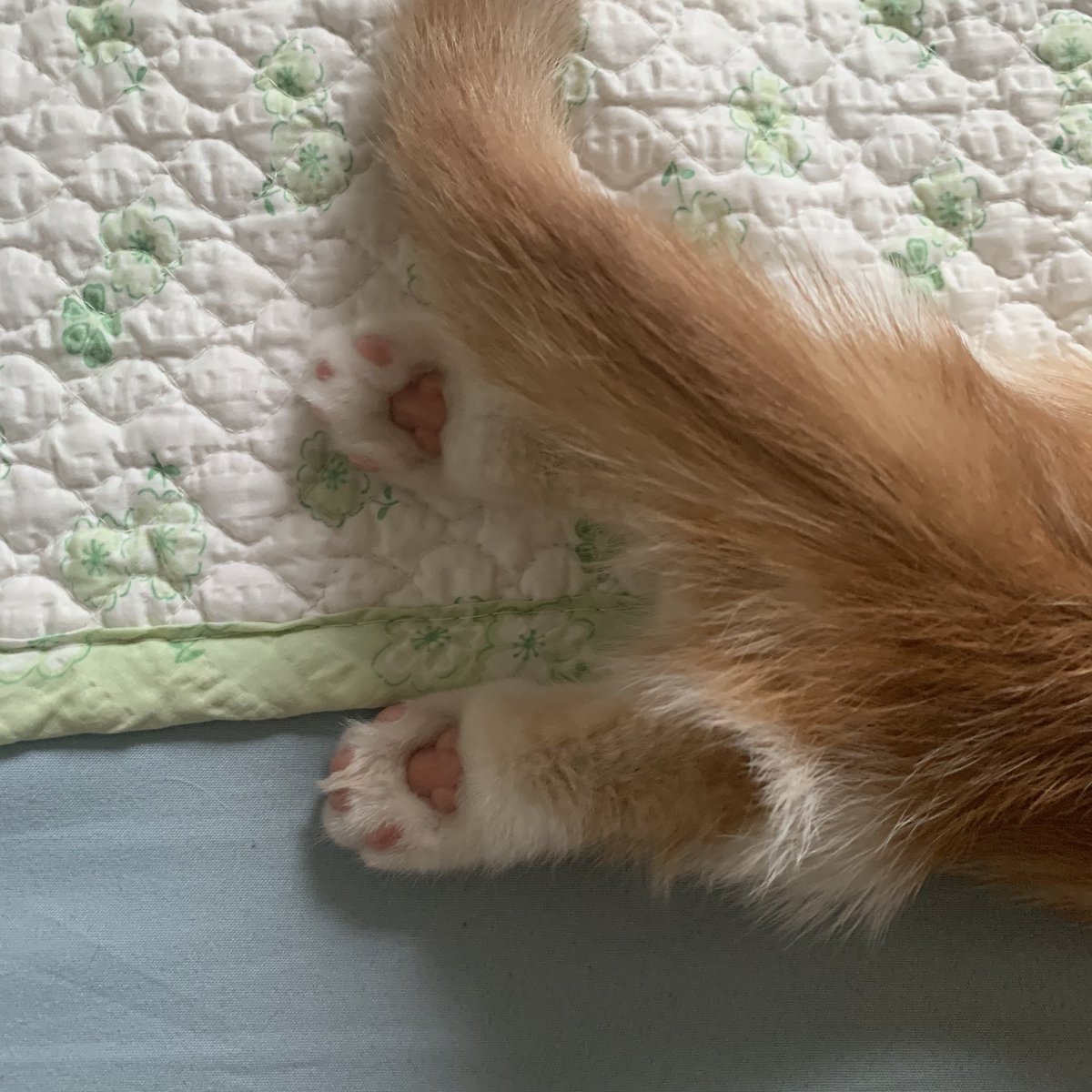 조만간 발털 깎아 줘야겠다