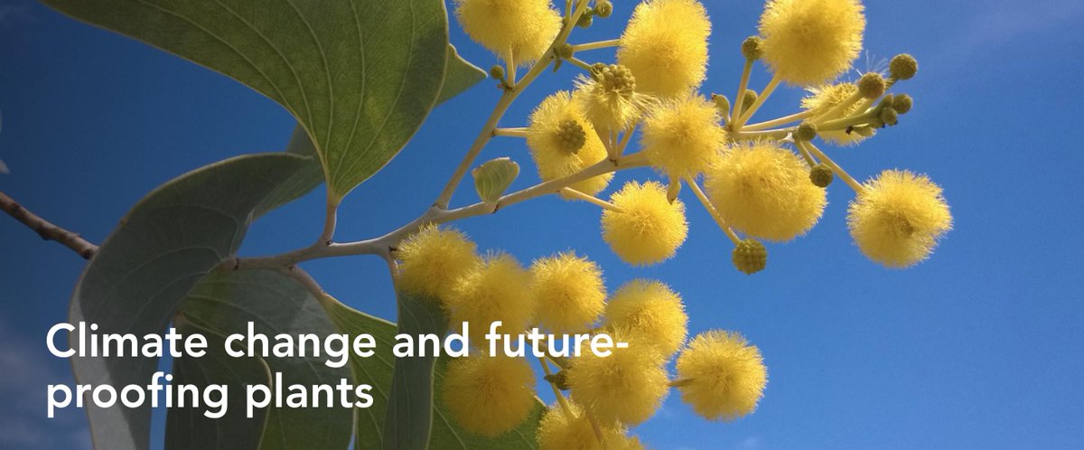 Can we #futureproof #OzPlants against the impacts of the #climatecrisis? 

Listen to this great podcast by the @RBGSydney with #climatescientist Dr Stephanie Downes, #plantecologist Dr Rachael Gallagher and #evolutionaryecologist Dr Maurizio Rossetto.
rbgsyd.nsw.gov.au/Science/Branch…