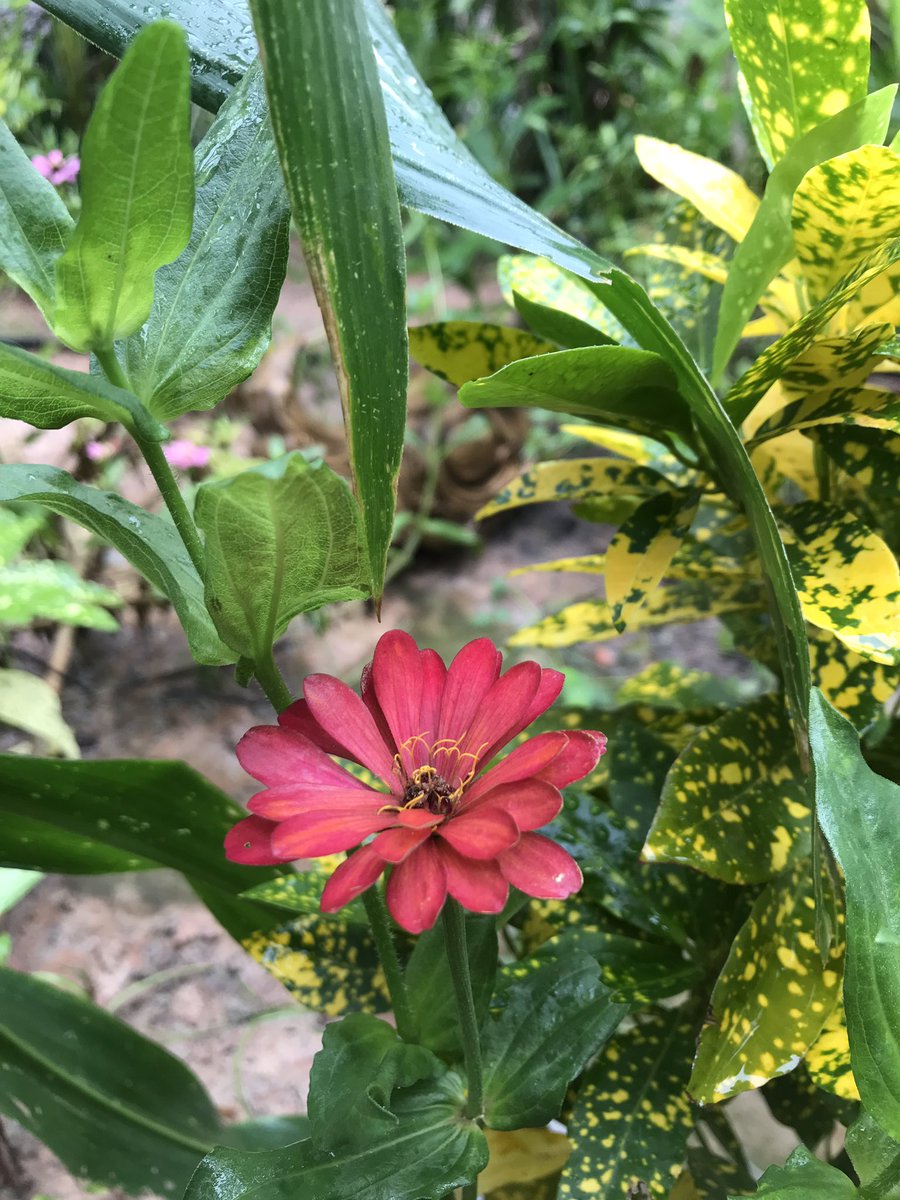 Butterfly Garden Restaurant (ButterflyGarde9) Twitter