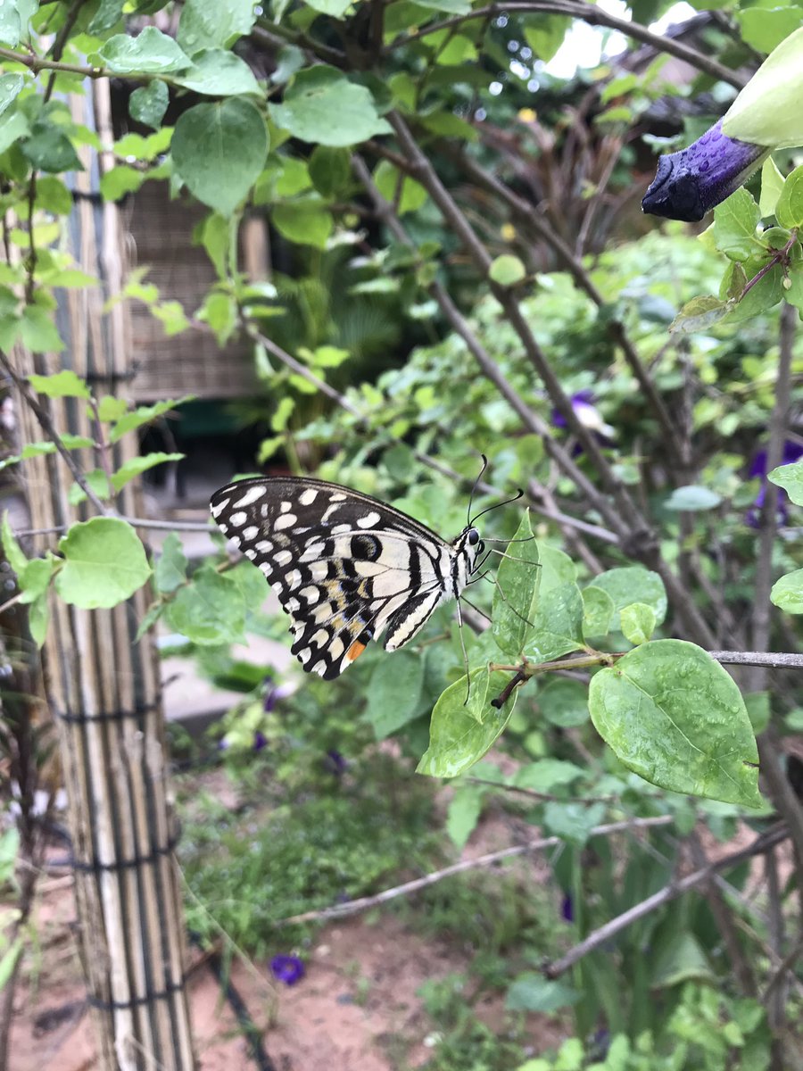 Butterfly Garden Restaurant (ButterflyGarde9) Twitter