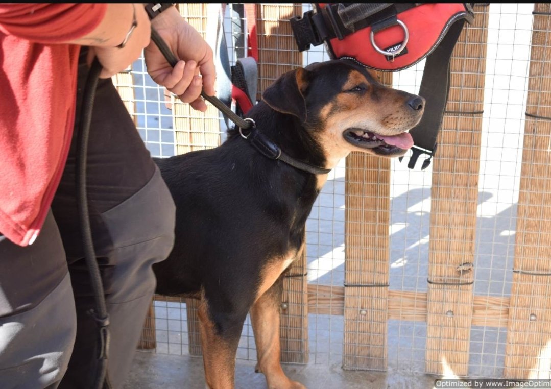 voluntacaad's tweet image. SOS! M'ha mossegat un company de gàbia i necessito sortir del Caad Penedès ja!!! 😭. Em dic INDIA i sóc un amor de gossa. Les voluntàries m'adoren!!  💓.
#XarxaBarcelonaAdopcions
#XarxaTarragonaAdopcions
#FemXarxa
#Penedès
#Garraf
#AdoptaNoCompres
#petlovers
#pets
#gossos
#Adopta