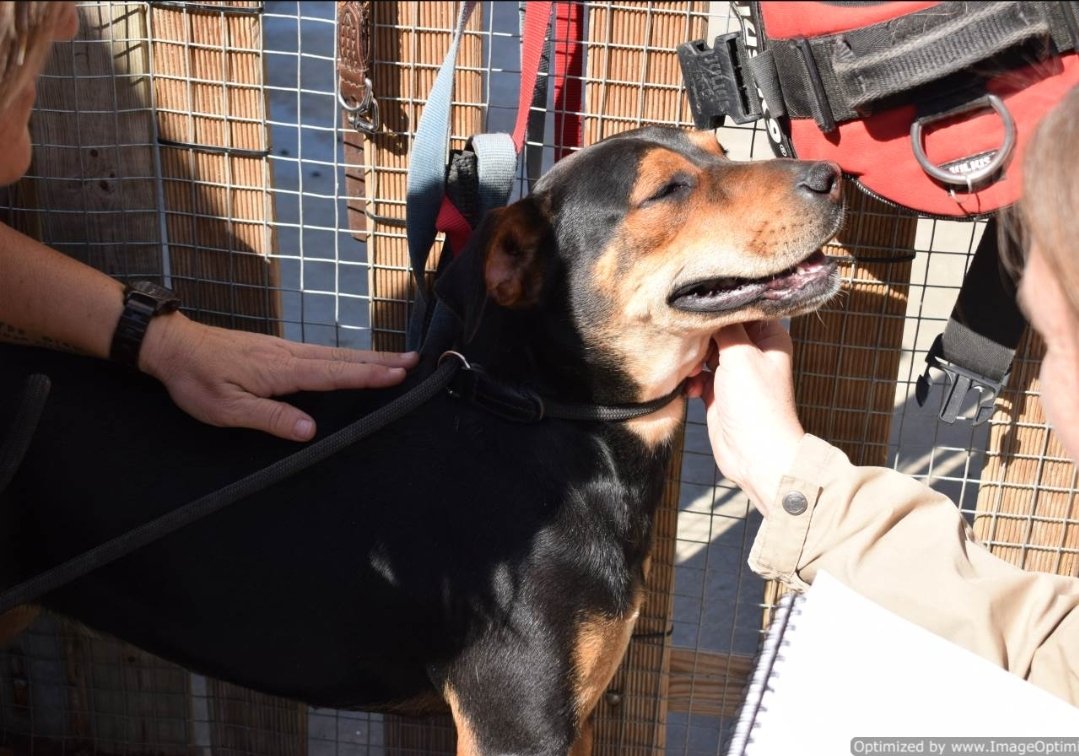 voluntacaad's tweet image. SOS! M'ha mossegat un company de gàbia i necessito sortir del Caad Penedès ja!!! 😭. Em dic INDIA i sóc un amor de gossa. Les voluntàries m'adoren!!  💓.
#XarxaBarcelonaAdopcions
#XarxaTarragonaAdopcions
#FemXarxa
#Penedès
#Garraf
#AdoptaNoCompres
#petlovers
#pets
#gossos
#Adopta