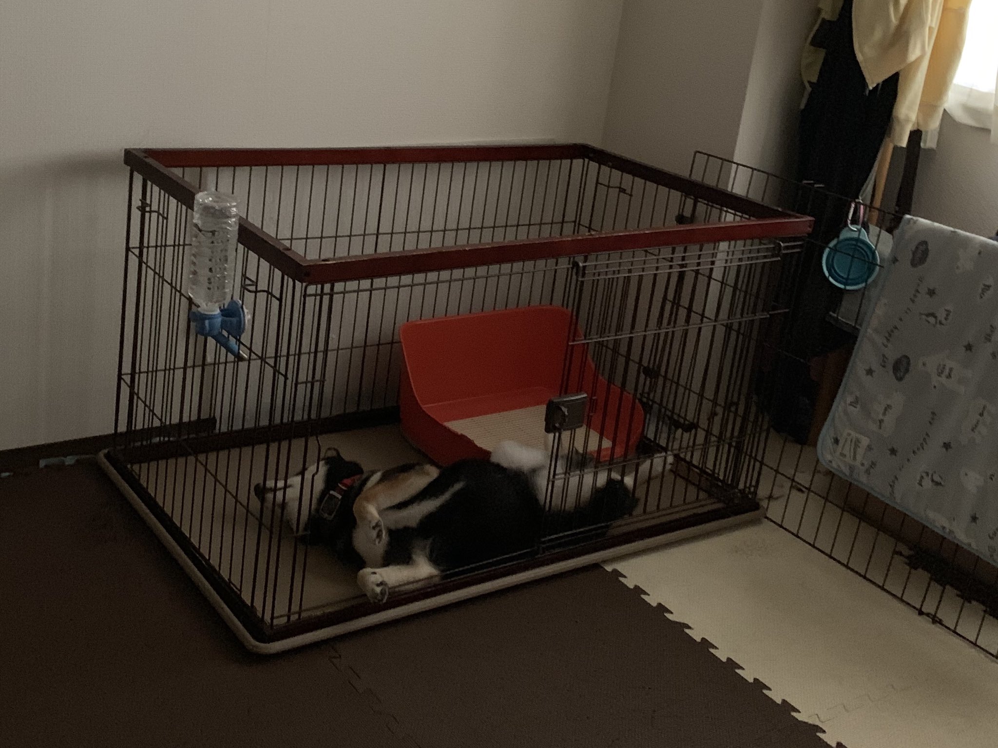 黒柴犬ろく 室内フリーにしていても寝る時には自分でケージに行くコ これはお昼寝中です