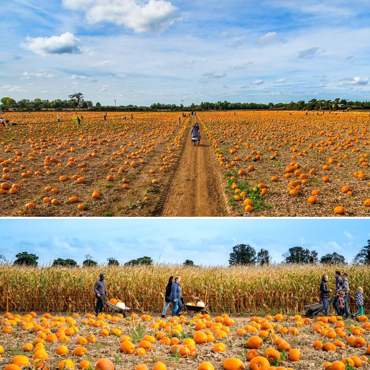 Our TRUE PYO Pumpkin experience (direct from the vine) returns in October with another HUGE site of pumpkins ready for the picking! We can't wait for you to see! 🎃 
#pumpkinpicking #octoberevent #pyo