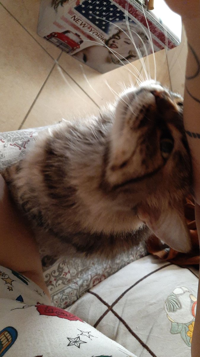 anjarose80's tweet photo. Quando cerchi di far colazione ma lei non è  d'accordo    ... e niente... dieta.... #yume... #ioete #sole #catlover #buongiornoatutti https://t.co/Iw7fsp6wLh