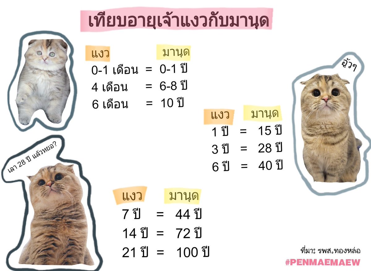 โบนัสเป็นแม่แมว tweet media